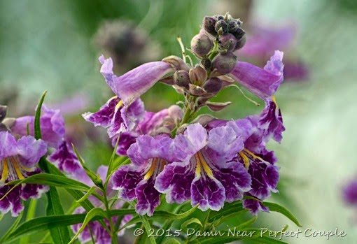 Flowering Tree2
