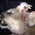 A hunter killed a mountain lion...and saw a deformity never seen before (photo)