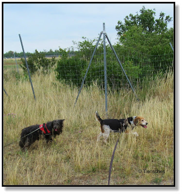 mit zwei Hunden unterwegs