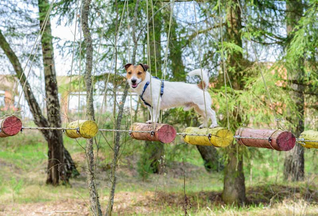 A Jack Russell Terrier balances on a rope bridge