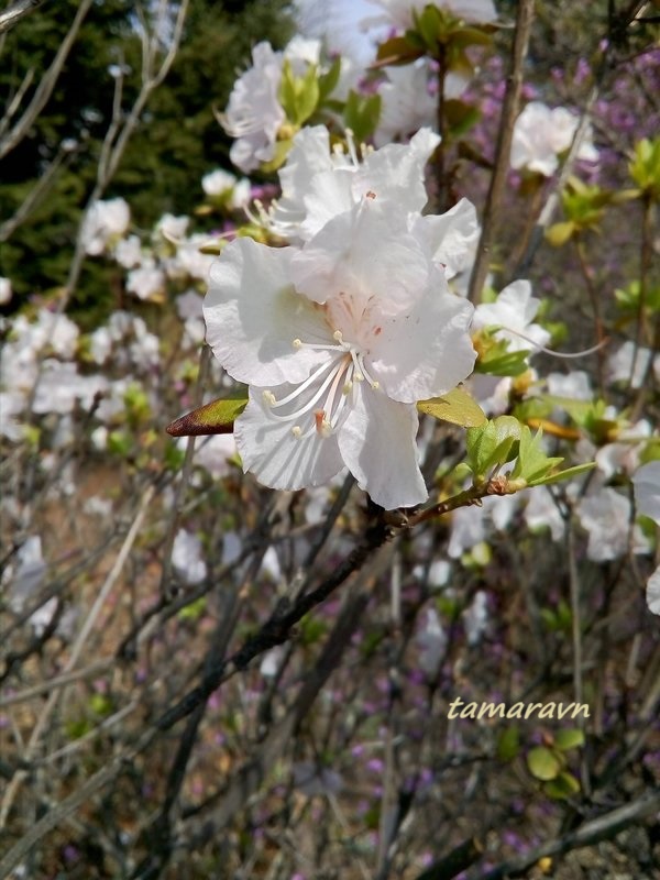 Рододендрон остроконечный (Rhododendron mucronulatum)