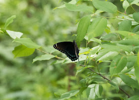 Red-spotted Purple - Oak Openings Preserve, Ohio, USA