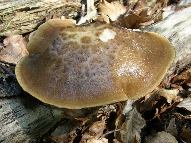 Polyporus arcularius