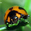 Beetle on leaf