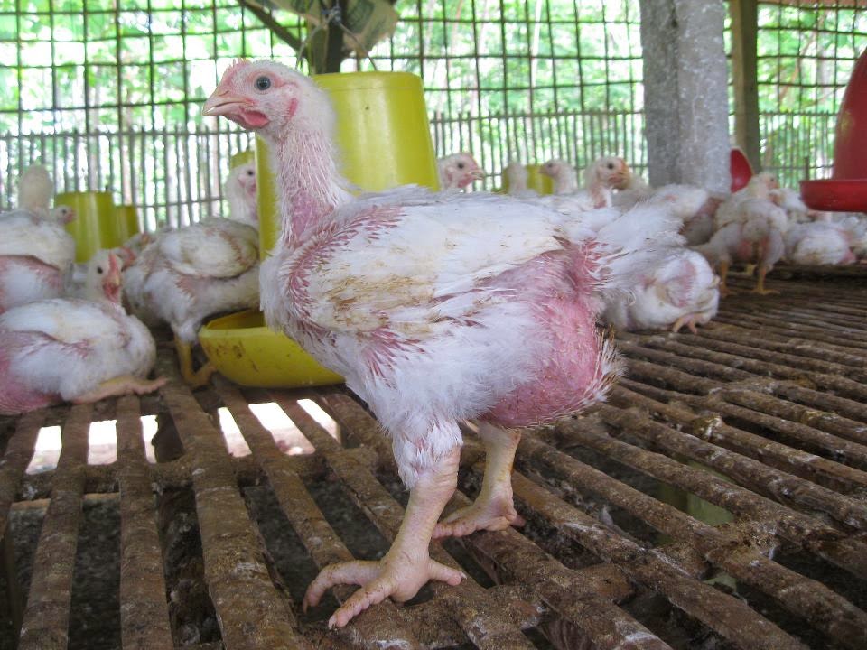 Harga Ayam Broiler Hari Ini, Kamis 28 Mei 2015