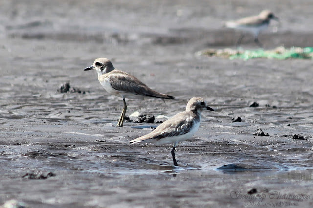 Greater (left) and Lesser Sand Plovers - notice the longer bill, and longer and yellow-greenish legs of the Greater Sand Plovers over the Lesser Sand Plovers