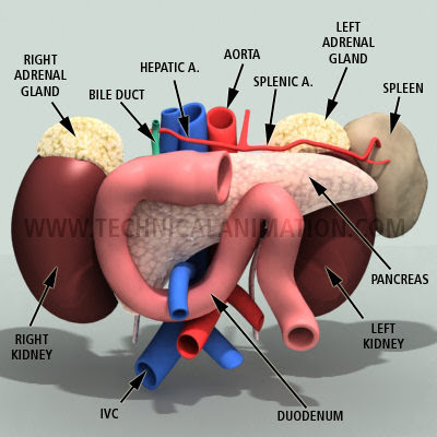 human anatomy diagram. of a human anatomy diagram