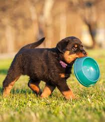 When to Switch Puppy to Adult Dog Food?