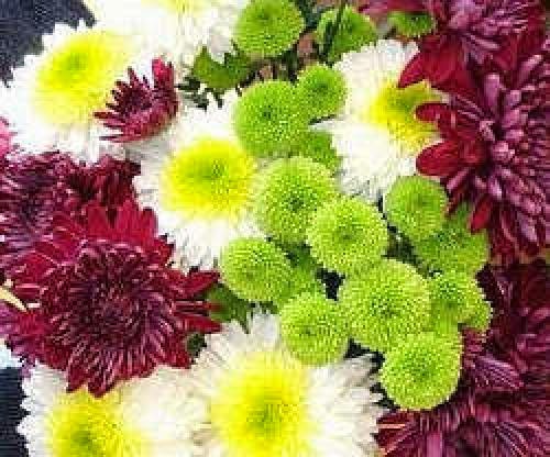 Chrysanthemum Day