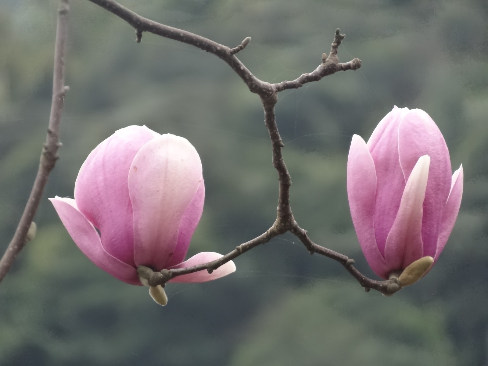 卓光華部落格 淡水楓樹湖木蓮花綻放 獨特高貴典雅的風采
