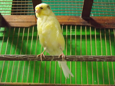 Perhatikan 5 Hal ini, jika Anda ingin Sukses Beternak Burung Kenari