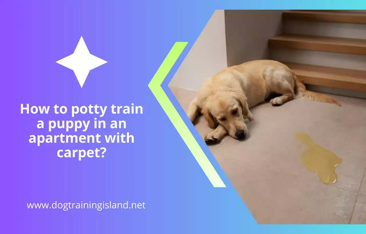 How to potty train a puppy in an apartment with carpet