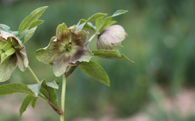 Lenten Rose Flowers