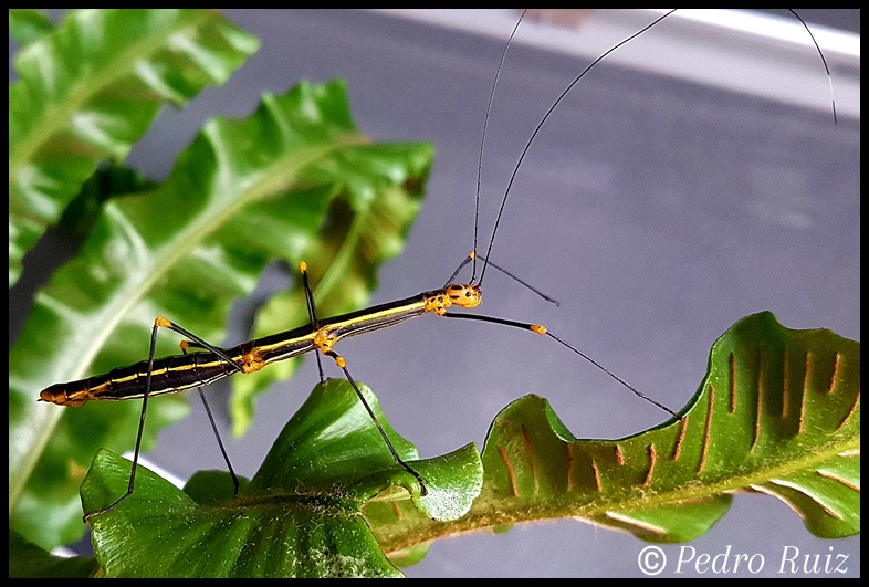 Hembra adulta de oreophoetes peruana (amarilla), 8 cm de longitud