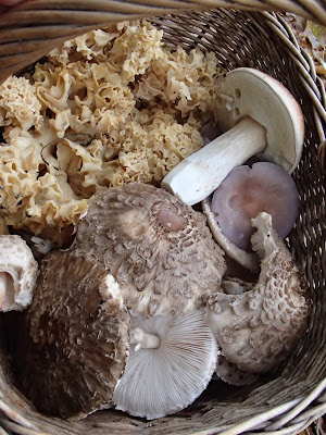 Grzyby w październiku, grzybobranie w październiku, grzyby w okolicach Krakowa, Czubajka gwiaździsta, Macrolepiota konradii, Macrolepiota rhacodes, czubajka czerwieniejąca, borowik szlachetny, Boletus edulis, Gąsówka fioletowawa, gąsówka naga, Lepista nuda, siedzuń sosnowy, szmaciak gałęzisty, Sparassis crispa, podgrzybek brunatny, Xerocomus badius, Opieńka ciemna Armillaria ostoyae, płomiennica zimowa, zimówka aksamitnotrzonowa, Flammulina velutipes