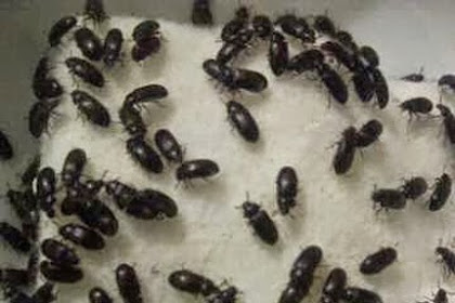 Rahasia agar semut jepang berkembangbiak dengan cepat