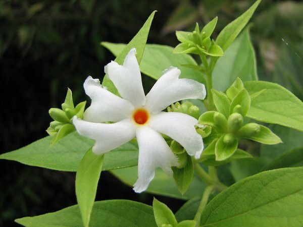 जूही के फूल के फायदे और उपयोग : Jasmine (chameli) Flower Uses and Benefits in Hindi)