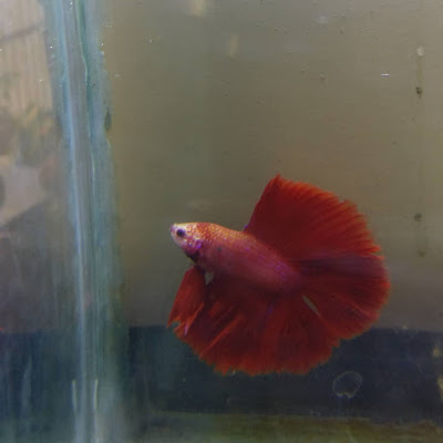 Knowing All Types Of Betta Fish - By Tail, Pattern And Color With Photo And Description