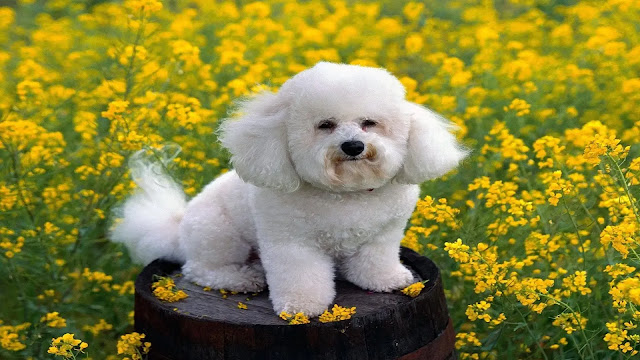 Bichon Frise