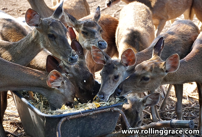 batas ubi deer farm at yan kedah