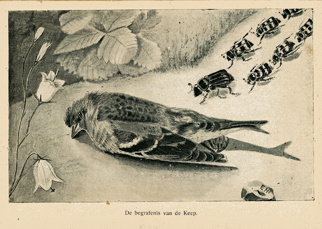 De begrafenis van de Keep, illustratie in het boek 'In het bosch' van E. Heimans en Jac. P. Thijsse