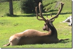 09 Elk, Alaska Wildlife Conservation Center