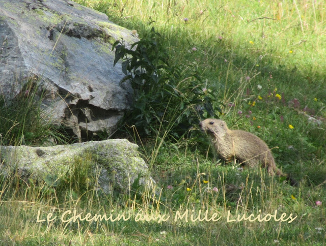 Le hameau de Castérino en Haute Roya - marmottes