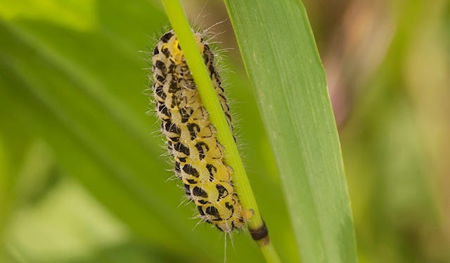 Гусеницы Zygaena filipendulae