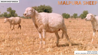 malpura sheep breed