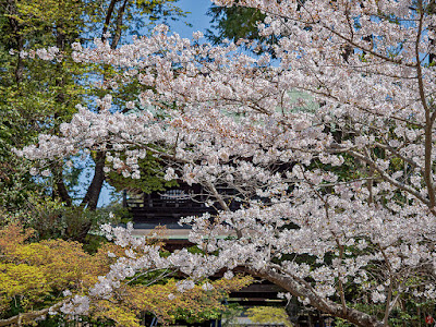 Someiyoshino-zakura (Prunus yedoensis) flowers: Engaku-ji