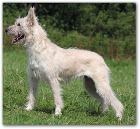 Boyero de las Ardenas Blanco