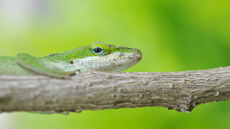 Lizard HD Wallpaper 4