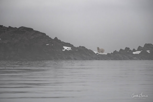 Expédition polaire au Svalbard: Les mouettes tridactyles, les rennes et les morses !