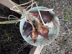 My suburban garden harvest, August 2016. secondhandsusie.blogspot.com #harvest #garden #growyourown #veggarden #gardenblogger