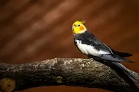 Cockatiel with a bright crest sitting on a perch