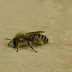 Hairy Legged Mining Bee, a trio of nice finds