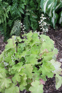 Pistache heuchera