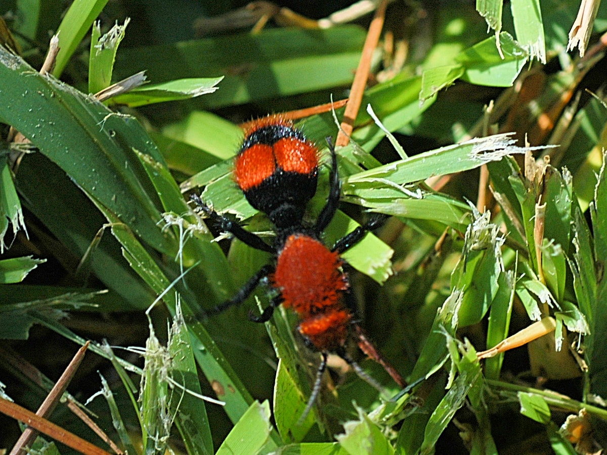 Red Velvet Ants, Cow Killer Ants