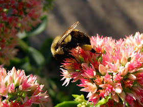 Image "Bumble_Bee_On_Sedum.jpg" ©2013 K. R. Smith - www.theworldofkrsmith.com - may be used with attribution