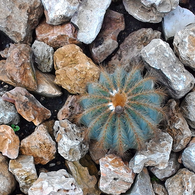 Antwerpen: cactussen !!!!