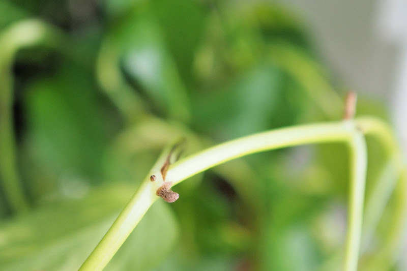 Bouture de pothos