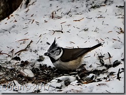 DSCN1634