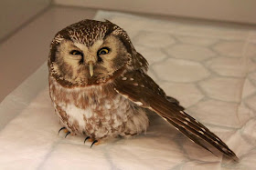 Funny animals of the week - 20 December 2013 (40 pics), cute owl pic