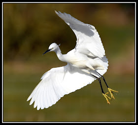 Little Egret