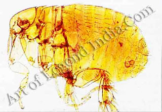 The carrier, The classic carrier of the plague is the Indian rat flea, which becomes infective when it feeds from plague-stricken rats, and then transmits the disease to man.