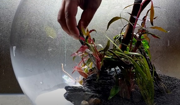 Planting Ludwigia Red