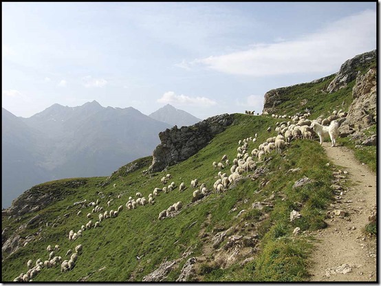 22-Jenny's-Friend-guards-His-Flock