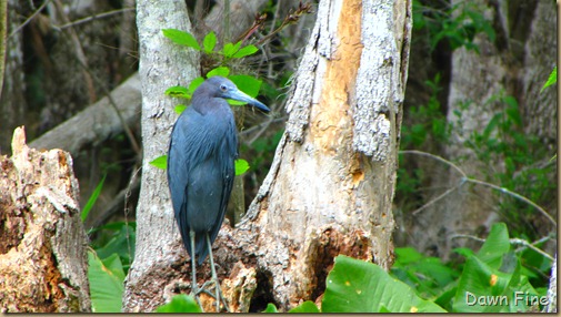 Silver Springs State Park_192