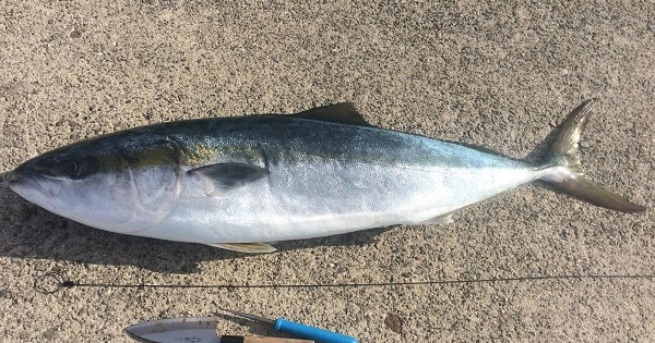 神経締めの道具特集 脳天締め用のピックからワイヤーまで アジやメバル 青物用までご紹介