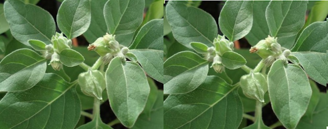 Ashwagandha Treats Leucoderma